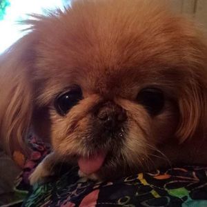 Meet your Posher, Dawn